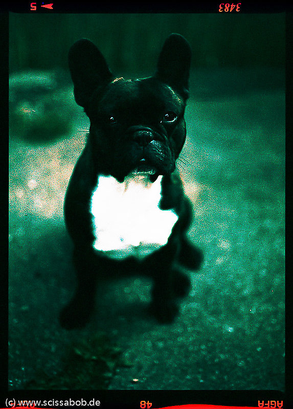 spikey03.jpg