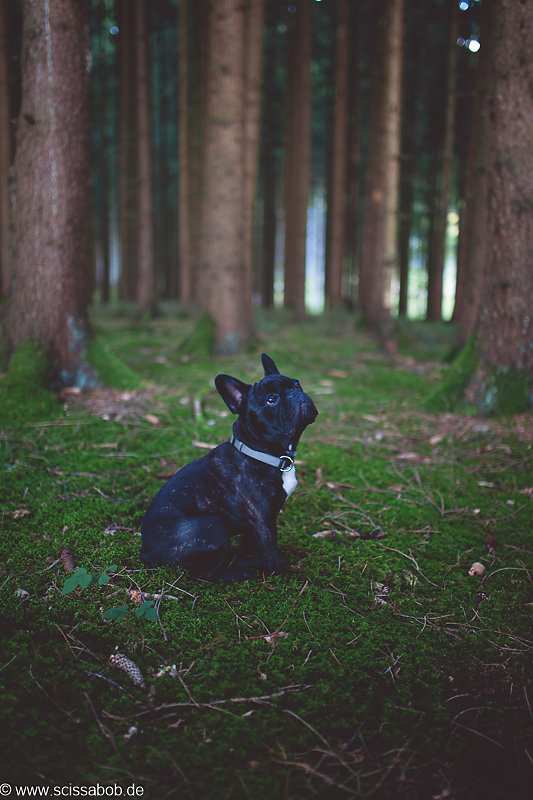 frenchie