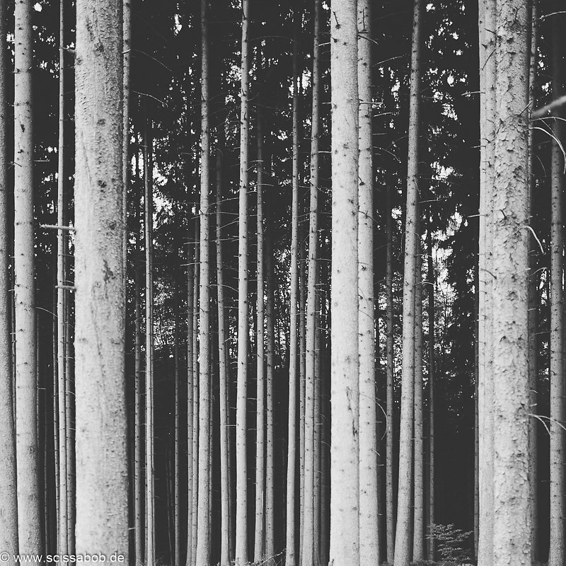 wald